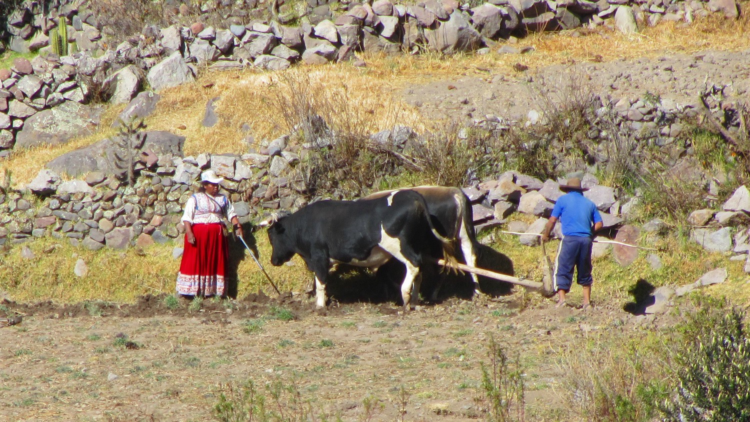 Plowing in the Colca Canyon
